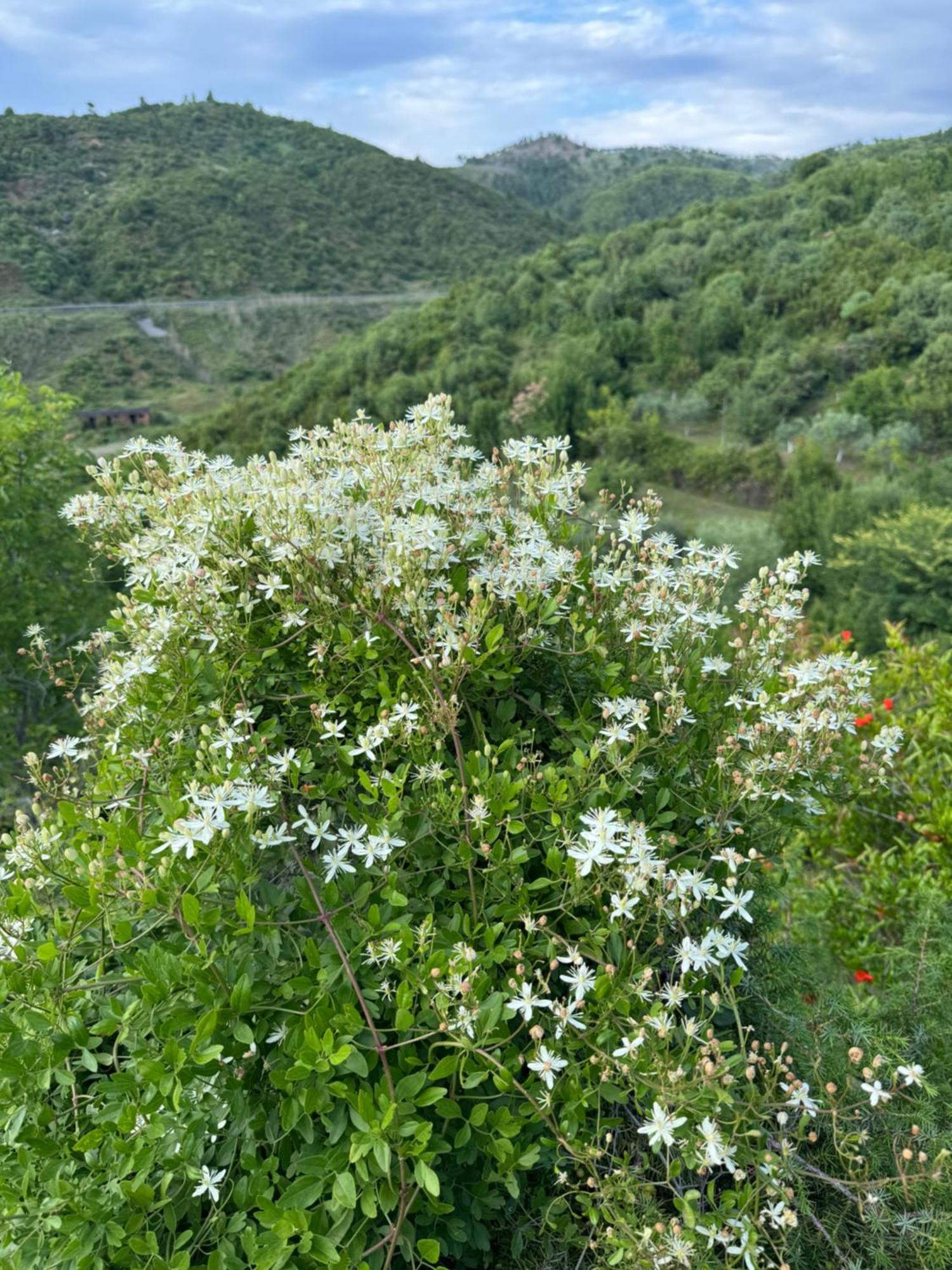 Qyteza Guest House & Camping Shkodër Eksteriør bilde